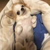 ひなちょこ