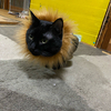 ちゃんぽんたさんのプロフィール画像