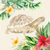 かめさんのプロフィール画像
