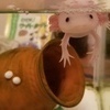 おちびびびさんのプロフィール画像