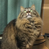 西モコナさんのプロフィール画像