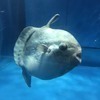 えまさんのプロフィール画像