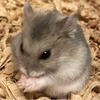ハチムラさんのプロフィール画像