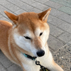 ハルさんのプロフィール画像