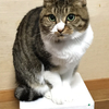 高橋怜央さんのプロフィール画像
