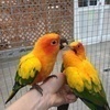 ムクチョコ