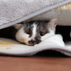 こくらねこ部さんのプロフィール画像