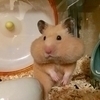 クッピーラムネ☆さんのプロフィール画像