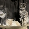 野良猫さんのプロフィール画像