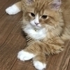 pinkjeansさんのプロフィール画像