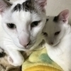 kiyooさんのプロフィール画像