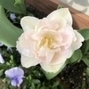 snowflakeさんのプロフィール画像