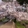 ショコラさんのプロフィール画像