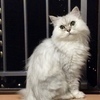 Youzi Yabeさんのプロフィール画像