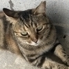 わんわんさくらさんのプロフィール画像