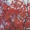 hamcham86さんのプロフィール画像