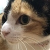 ふるさんのプロフィール画像