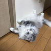 Yamato Mat