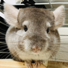 めごすけさんのプロフィール画像