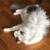 わさびさんのプロフィール画像