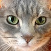 nekoyamakeさんのプロフィール画像