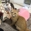 むね（愛猫家）さんのプロフィール画像