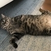 ねこぷさんのプロフィール画像