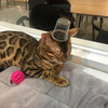 ヒロニバスさんのプロフィール画像