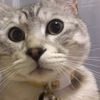 kotetsuさんのプロフィール画像