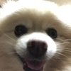 　ぼすおさんのプロフィール画像
