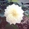 hacoさんのプロフィール画像