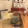 トトさんのプロフィール画像
