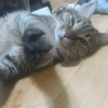 Ara nyanさんのプロフィール画像