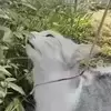 ののさんのプロフィール画像