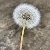 ジェウさんのプロフィール画像