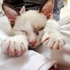 ねこねこさんのプロフィール画像