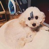 りょりょさんのプロフィール画像