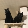ぽちたんさんのプロフィール画像