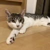 チョッコチップさんのプロフィール画像