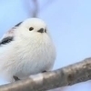 カツヤさんのプロフィール画像