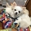 Yokoさんのプロフィール画像