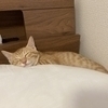まほさんのプロフィール画像