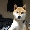 あっくんさんのプロフィール画像