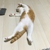 こへなかさんのプロフィール画像