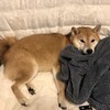 Nikさんのプロフィール画像