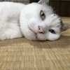 たにさんのプロフィール画像