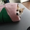 だいふーくさんのプロフィール画像