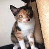 ねこつむりさんのプロフィール画像
