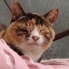 AZuまるさんのプロフィール画像