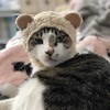 ハッピーニャンズさんのプロフィール画像